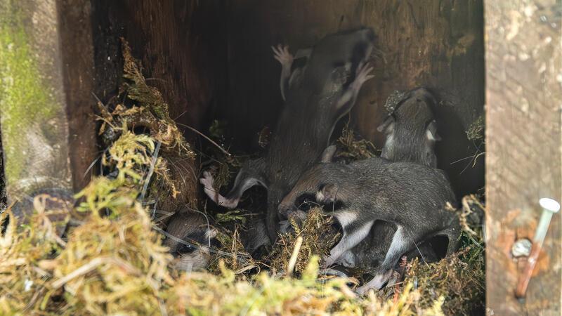 Blick in einen Nistkasten: Die kleinen Tiere fallen durch ein markantes Fellmuster auf.