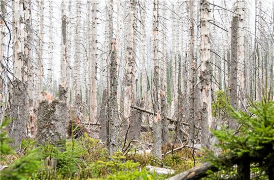 Blick in einen von Borkenkäfern befallenen Wald zwischen Torfhaus und Braunlage im Nationalpark Harz. Foto: Stratenschulte/dpa