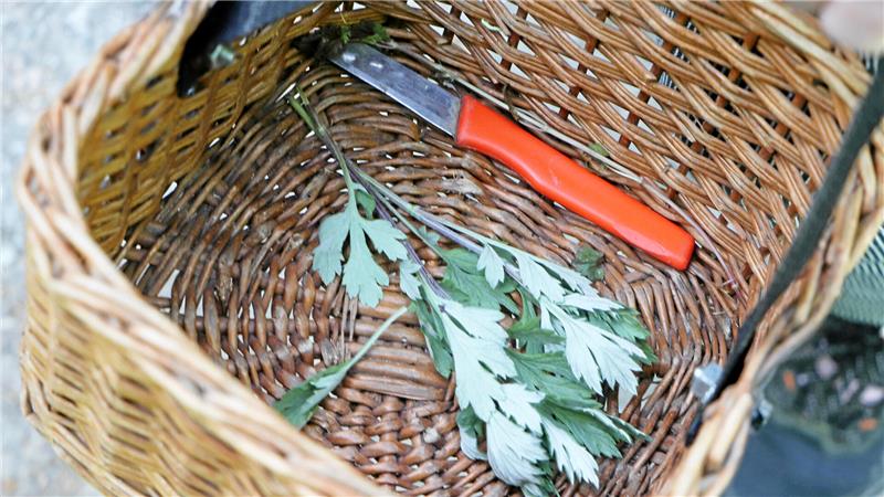 Blick ins Körbchen: Nach der lehrreichen Wanderung wandert so manches Kräutermitbringsel in die Küche nach Hause.
