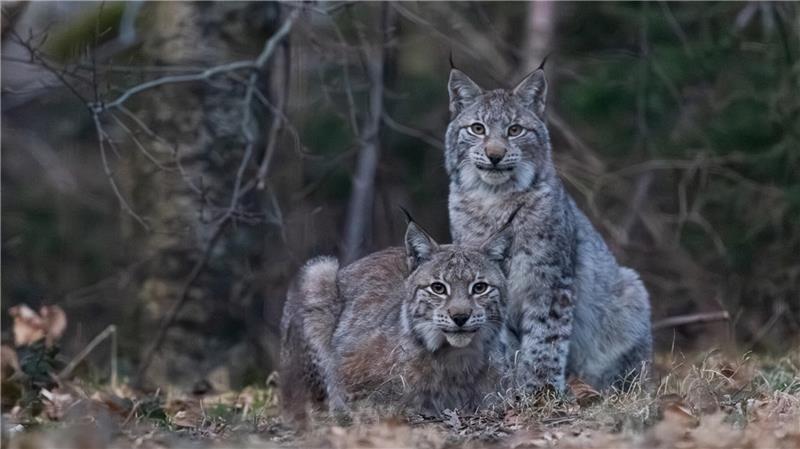 Blicken seelenruhig zum Betrachter: Dem Naturfotografen Chris Kaula gelang bei einer Wandertour dieses Bild von zwei Luchsen. Zu sehen ist eine Luchsin mit ihrem bereits rund zehn Monate altem Jungtier (aufrecht sitzend).