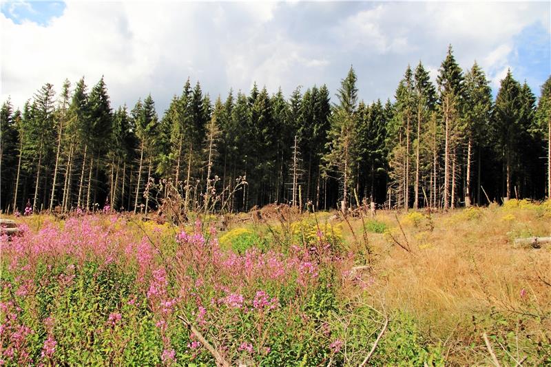 Blühende Brachflächen, im Vordergrund Weidenröschen im Hintergrund dichte Büschel des zitronengelben Fuchs’ Greiskrauts (Achtung: giftig!).  Fotos: Weber