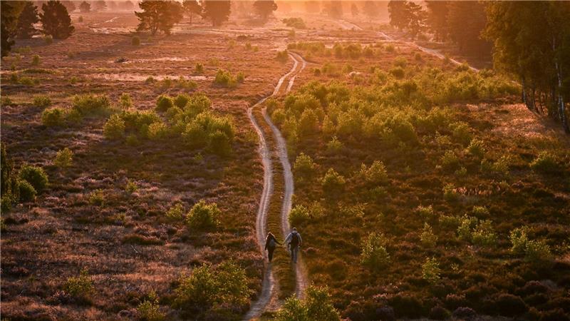 Bilder des Tages Blühende Heide im Morgenlicht