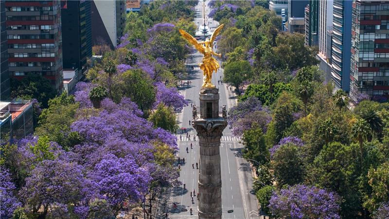 Stadt-Begrünung könnte Zahl der Hitzeopfer deutlich senken Blühende Jacaranda-Bäume entlang der Avenida Reforma in Mexiko-Stadt. (Archivbild)