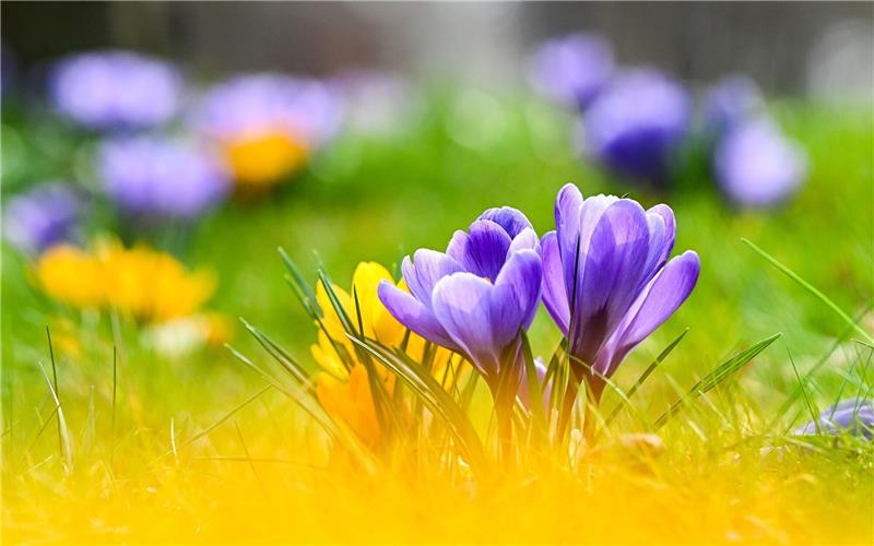 Pünktlich zum Frühlingsstart vielerorts warm und sonnig Blühende Krokusse und Sonne zum Frühlingsstart.