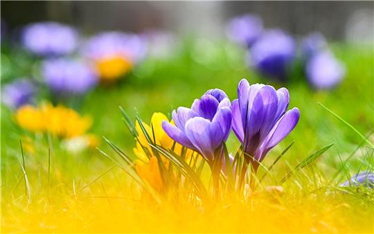 Blühende Krokusse und Sonne zum Frühlingsstart.