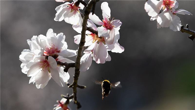 Blühende Mandelbäume stehen auf dem Land bei Bunyola auf Mallorca.