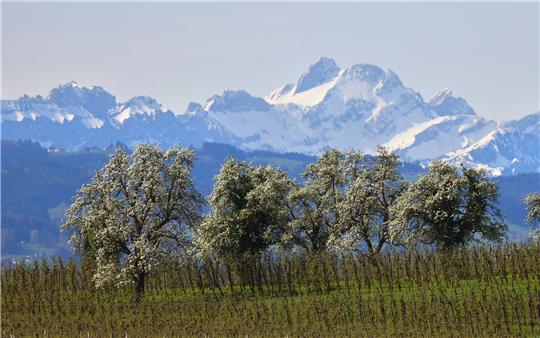 Blühende Obstbäume stehen hinter einer Plantage vor den schneebedeckten Bergen im bayrischen Lindau.