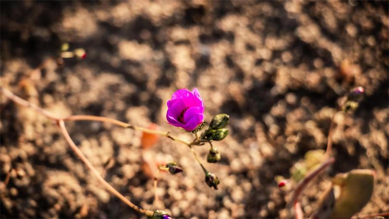 Blumen in der Wüste: Die Ursache für diese kuriose Situation im südlichen Frühling ist in dem Klimaphänomen „El Niño“ zu sehen. 
