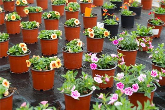Blumen stehen im Gewächshaus einer Gärtnerei.