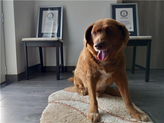 Bobi, ein portugiesischer Hund der Rasse Rafeiro do Alentejo, gilt als «ältestes Hund aller Zeiten».
