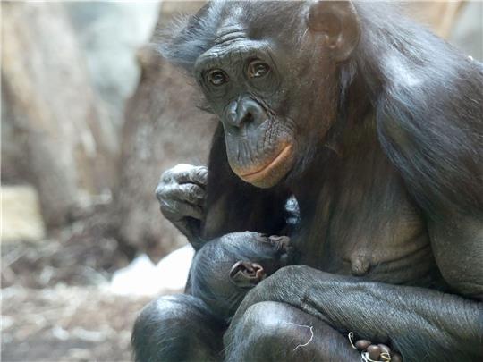 Bonobo-Weibchen «Nayoki» mit ihrem Jungtier im Frankfurter Zoo.