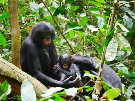 Bonobos (Pan paniscus) sind die nächsten lebenden Verwandten des Menschen.