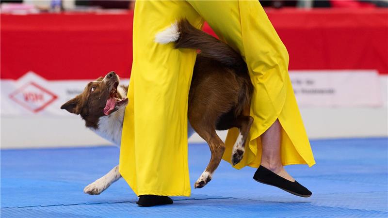Wenn Hunde tanzen - Meisterschaft in Dog Dancing gestartet Border Collie Winston gewann mit seiner Besitzerin Barbara Feldbauer.