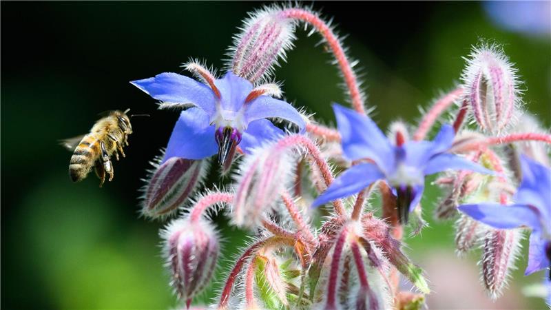 Apothekergarten zeigt seit 25 Jahren Heilkräfte von Pflanzen Borretsch, auch Gurkenkraut genannt, kann giftige Pyrrolizidinalkaloide enthalten.