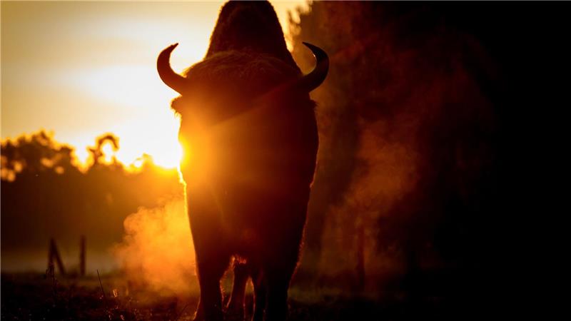 Bilder des Tages Brandenburg: Morgenstimmung mit Wisent im Wildpark Schorfheide.