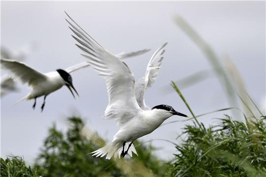 Brandseeschwalben haben ein weißes Gefieder, silbergraue Oberflügel, einen schwarzen Schnabel mit gelber Spitze und einen schwarzen Federschopf.