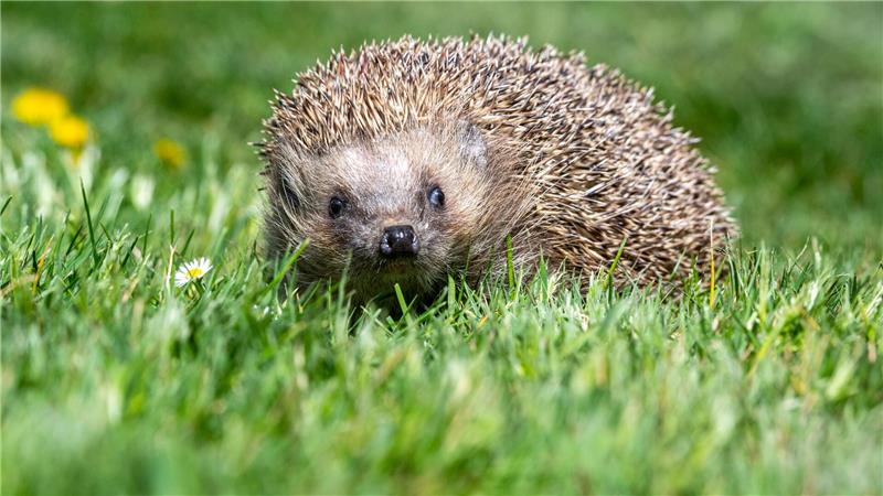 Braucht dieser Igel Hilfe oder sollte man ihn besser in Ruhe lassen? (Symbolbild)