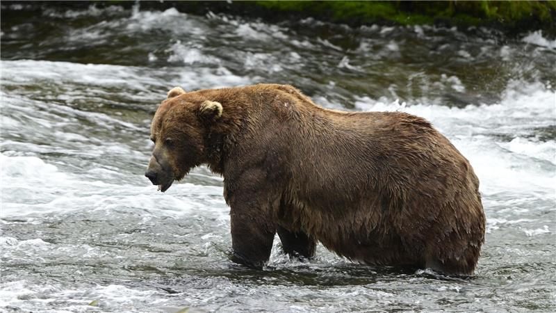 Braunbär 32 „Chunk“ ist im Juli noch deutlich schlanker. (Handout) 