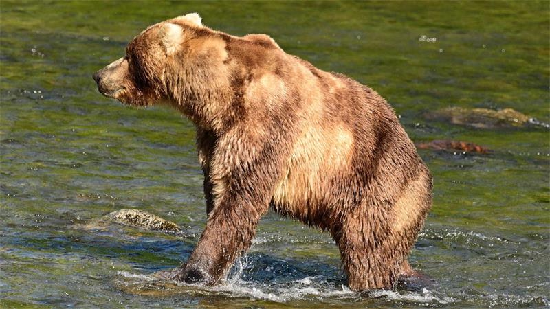 Dicker Sieger: Braunbär „Backpack“ gewinnt „Fat Bear“-Wahl Braunbär „Backpack“ ist im Juni zu Beginn der Lachsfisch-Saison noch recht mager. (Handout)