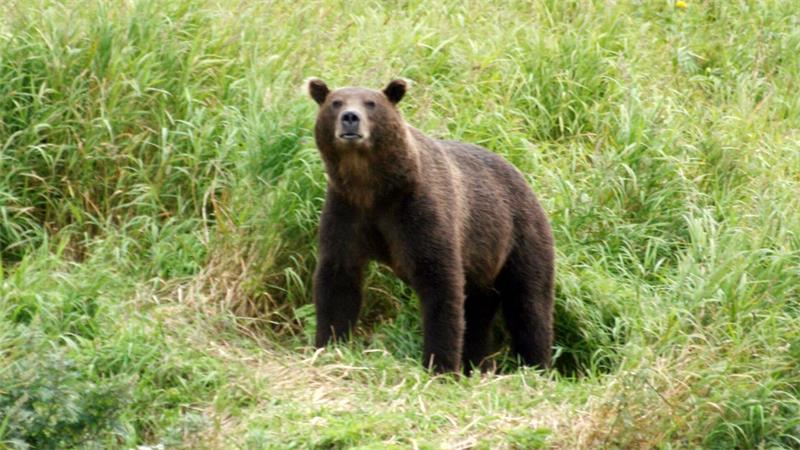 Braunbären sind in vielen Teilen Russlands verbreitet. (Archivbild)