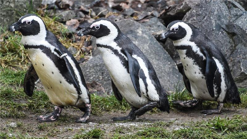 Brillenpinguine im Tierpark Berlin