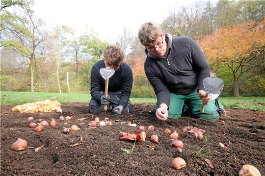 Bringen derzeit im Akkord entsprechend des Pflanzplans Blumenzwiebeln auf dem Gelände der Landesgartenschau in die Erde: Kenny Lilienthal und Tobias Klaus (re.). Fotos: Gereke