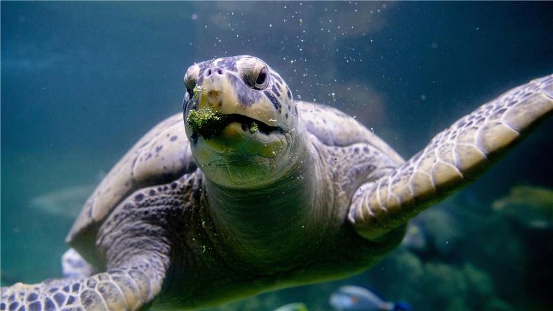 Brokkoli zählt zur Leibspeise von Meeresschildkröte Ernie im Aquarium Wilhelmshaven. 