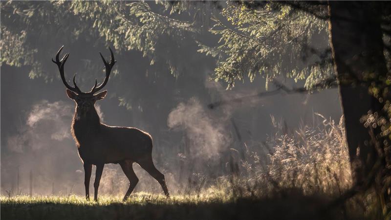 Bilder des Tages Brunftzeit in Hessen: Hirsch taucht mystisch im Morgennebel auf