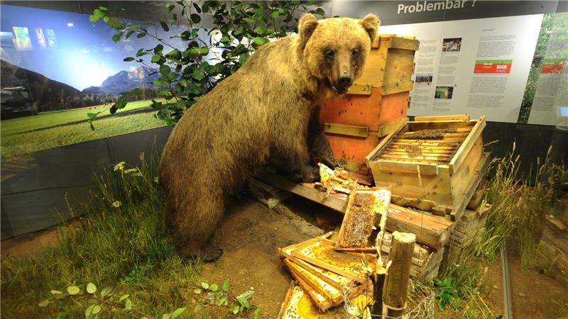 Braunbär Bruno im Museum: Freiheitssymbol und Schaustück Bruno bleibt der Nachwelt als Museumsstück erhalten. (Archivbild)