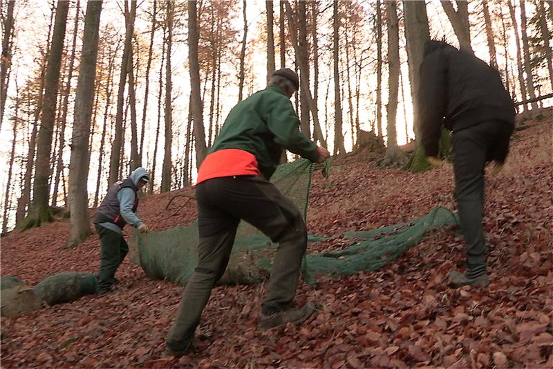 Nationalpark pflanzt seit 2008 mehr als 6,4 Millionen Laubbäume Bucheckernernte mit Netzen im Nationalpark-Revier Scharfenstein. Foto: Privat