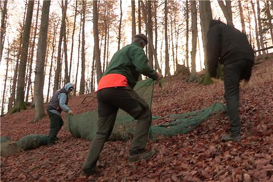 Bucheckernernte mit Netzen im Nationalpark-Revier Scharfenstein. Foto: Privat