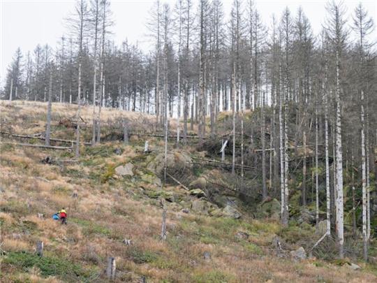 Buchen bei der Aufforstung einer Waldfläche im Oberharz. Foto: Julian Stratenschulte/dpa