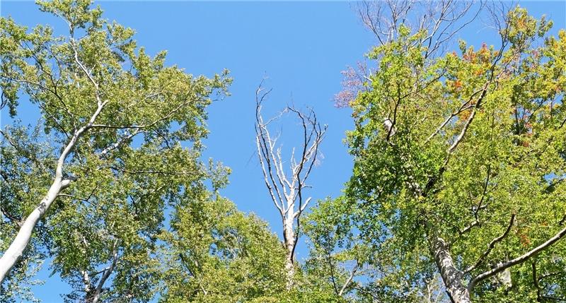 Buchen, deren Kronen Blätter verlieren aufgrund von Wassermangel.