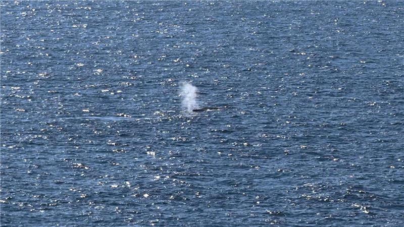 Buckelwal in der Nordsee freigelassen: Blas nahe Skagen gesichtet