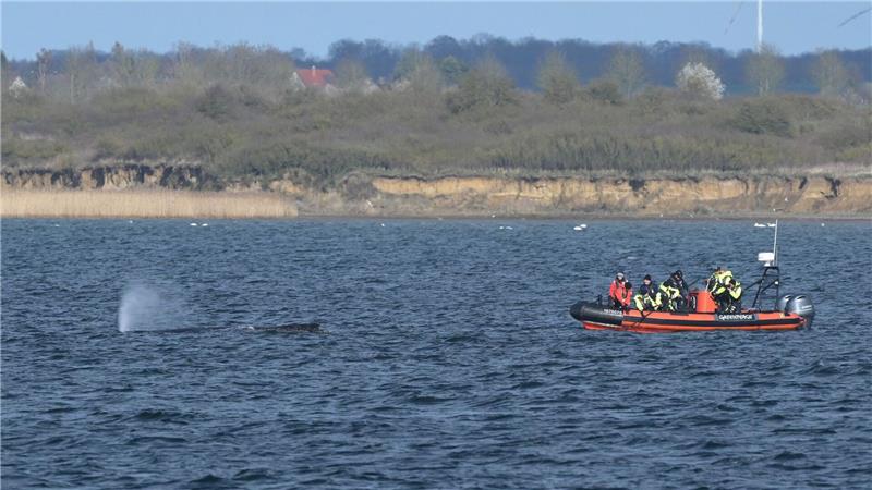 Buckelwal wurde erneut gesichtet. 