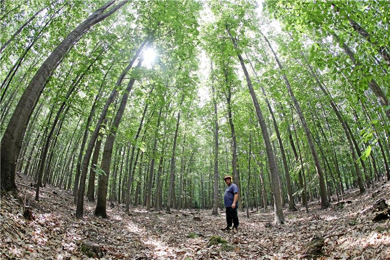 Bürgermeister Salomon in einem Wald aus Roteichen bei Derenburg. Sie sollen die Brandgefahr verringern.  Foto: Bein