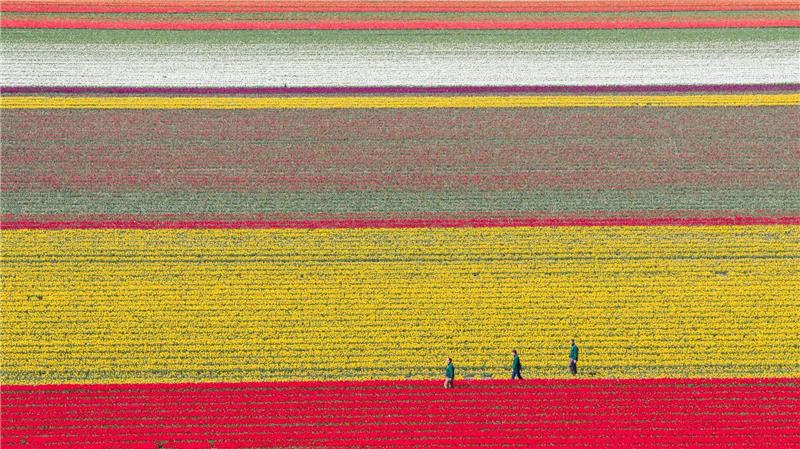 Bunt leuchten Tulpen auf einem Feld im Landkreis Gifhorn.