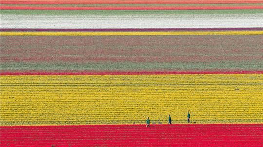 Bunt leuchten Tulpen auf einem Feld im Landkreis Gifhorn.