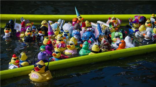 Bunte Gummienten liefern sich auf dem Maschsee in Hannover ein Rennen.