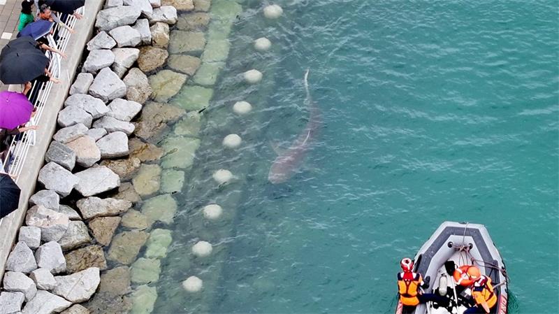 Busan: Küstenwache auf Hai-Mission – in Busan wird das Tier zurück aufs Meer geleitet
