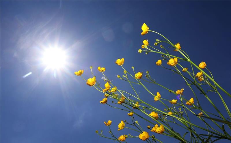 Freundliches Wetter zum Himmelfahrtswochenende Butterblumen im Sonnenschein.