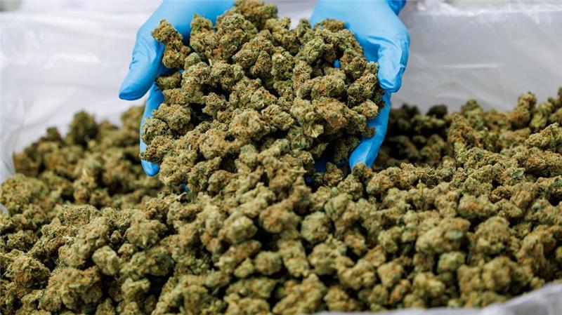 Cannabis-Importe im Jahr 2024 sprunghaft angestiegen Cannabis-Blüten werden schon lange für medizinische Zwecke geerntet. (Archivbild)