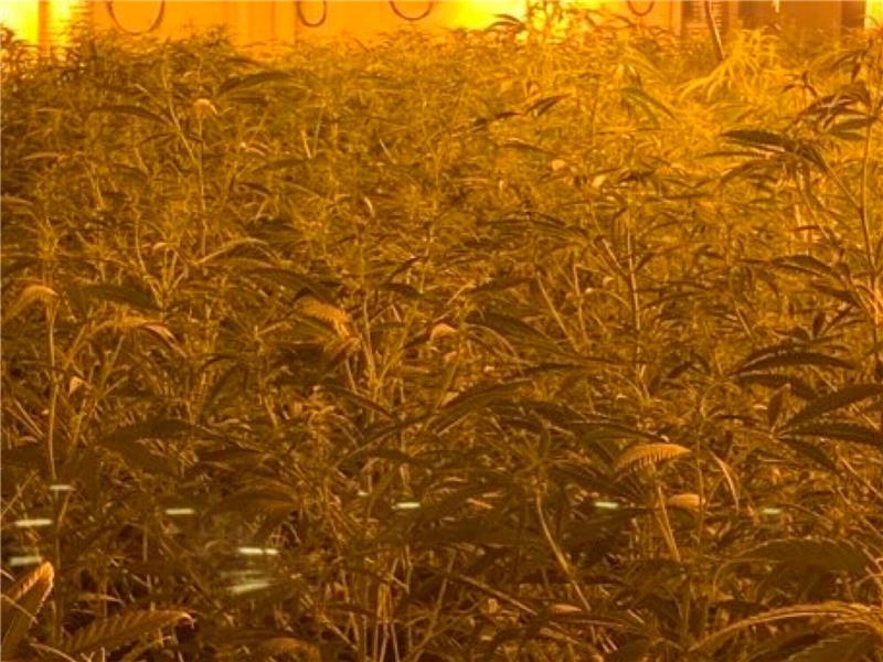 Cannabis-Pflanzen soweit das Auge reicht. Foto: Polizeiinspektion Goslar