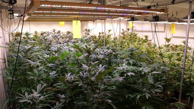 Erste Cannabis-Ernte - Kommunen sollen kontrollieren Cannabis-Pflanzen wachsen in den Räumen des Anbauvereins Cannabis Social Club in Ganderkesee.