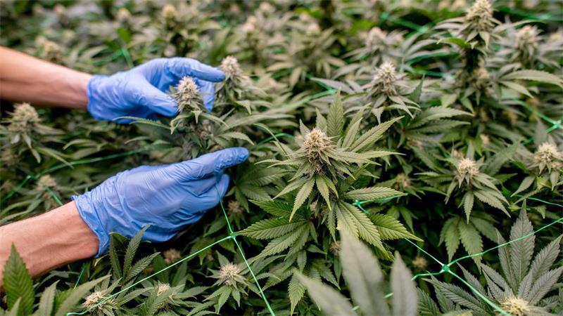 Cannabis darf in Deutschland in Vereinen angebaut werden. (Archivbild)