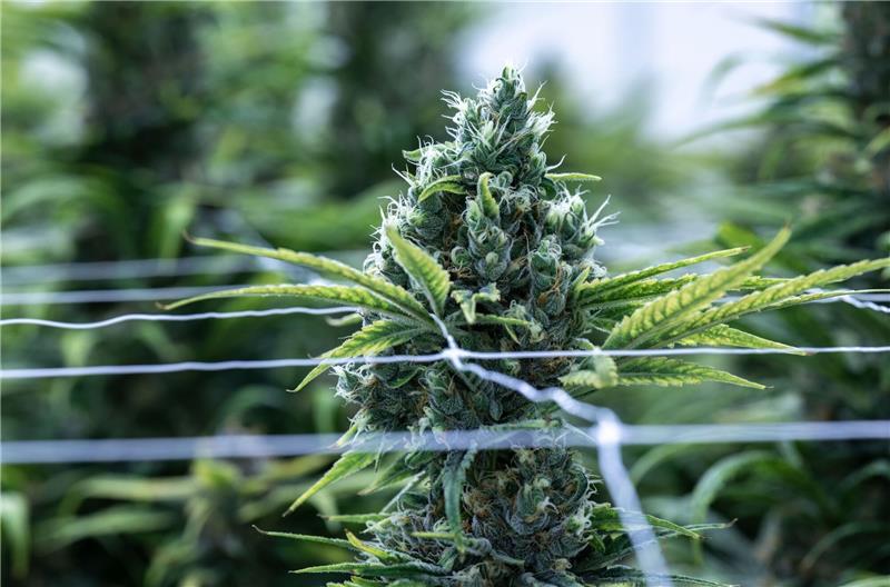 Verbände fordern Stopp der Legalisierung von Cannabis Cannabis soll im Betäubungsmittelgesetz von der Liste der verbotenen Substanzen gestrichen werden.