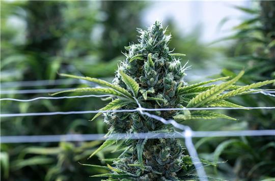 Cannabis soll im Betäubungsmittelgesetz von der Liste der verbotenen Substanzen gestrichen werden.