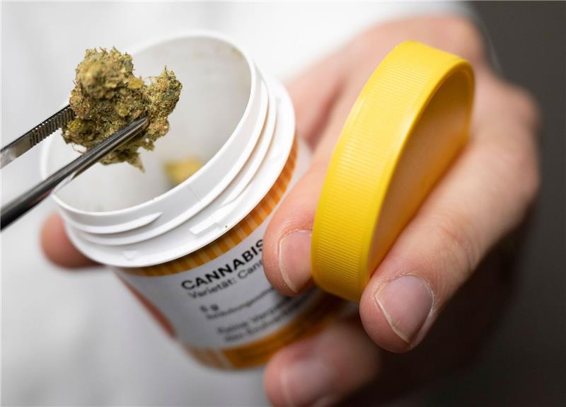 Legalisierung light bringt Cannabis-Firmen in Bedrängnis Cannabisblüten zur medizinischen Behandlung.