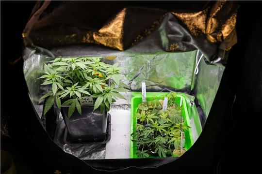 Cannabispflanzen verschiedener Sorten stehen in einem Aufzuchtszelt.