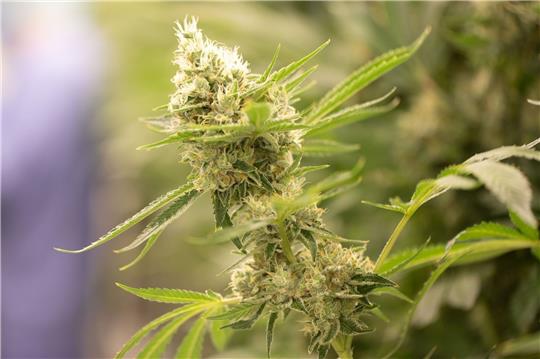 Cannabispflanzen wachsen in einem Blüteraum eines Pharmaunternehmens. Foto: Sebastian Kahnert/dpa